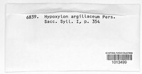 Hypoxylon fraxinophilum image